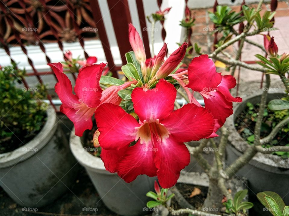 Adenium