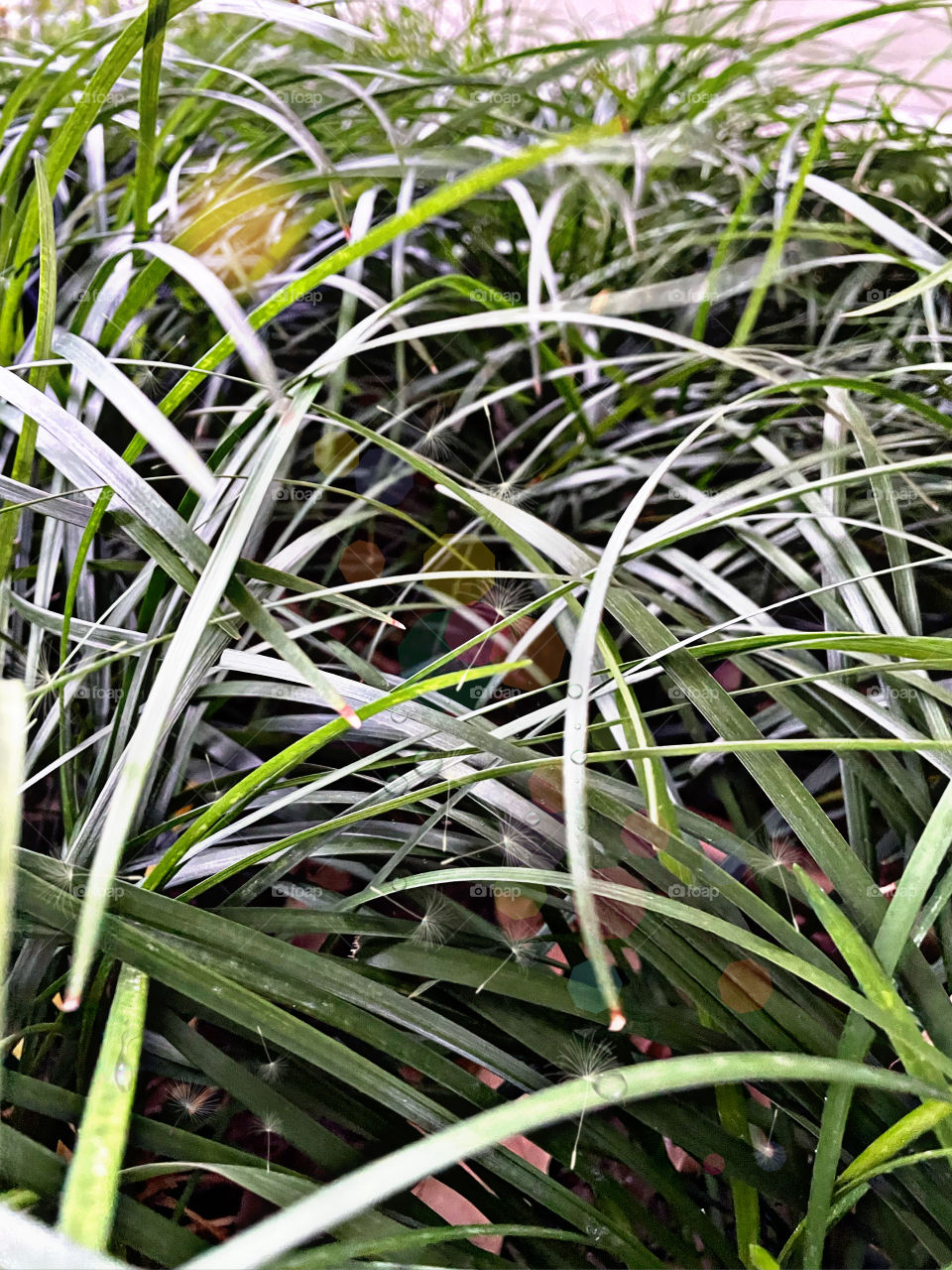 Love like the grass, patiently grow and fresh.