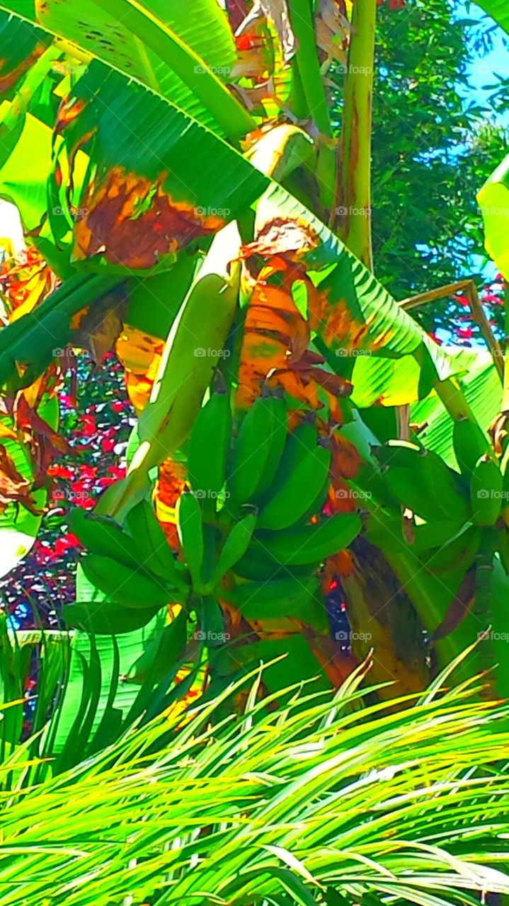 "Plantain Banana Tree"