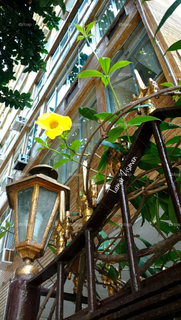 Yellow Flower in the city