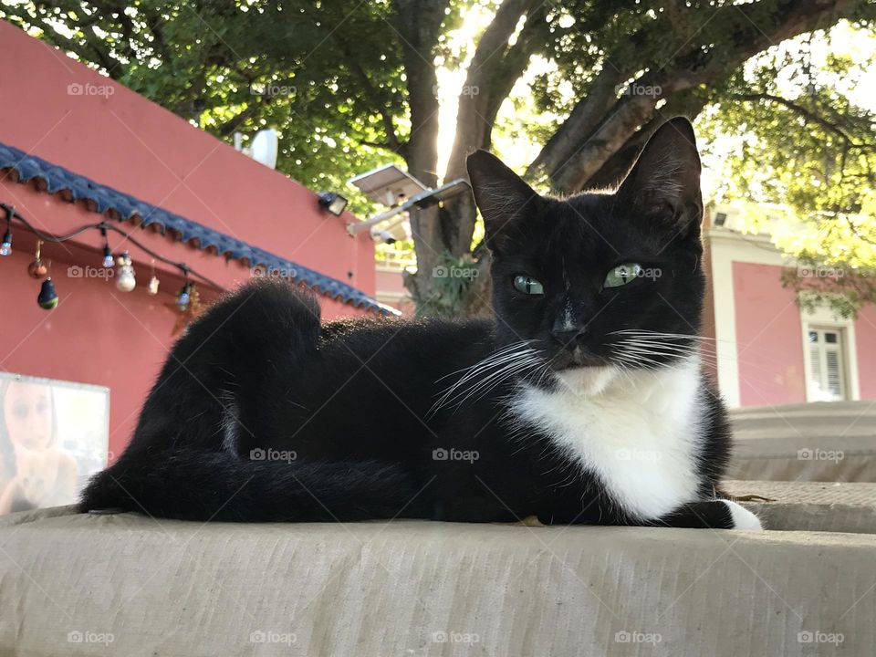 Majestic black and white Puerto Rican stray cat