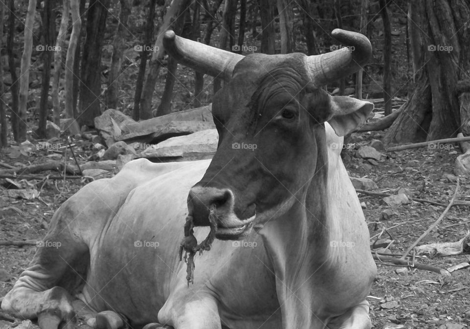 Cuba: As I see Santiago de Cuba in black and white, and sometimes in color! Cuba is a special destination and people know how to enjoy themselves, despite obvious signs of poverty and hardships. The streets are filled with vibrant colors and rhythm and it is not uncommon to see people dancing in the streets and alleys to the sound of loud salsa music! Wish I could, but It's impossible to capture it all! 