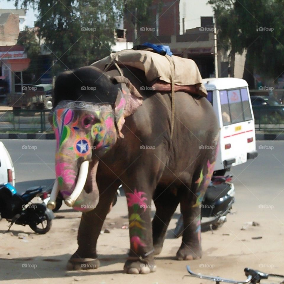 pat elephant