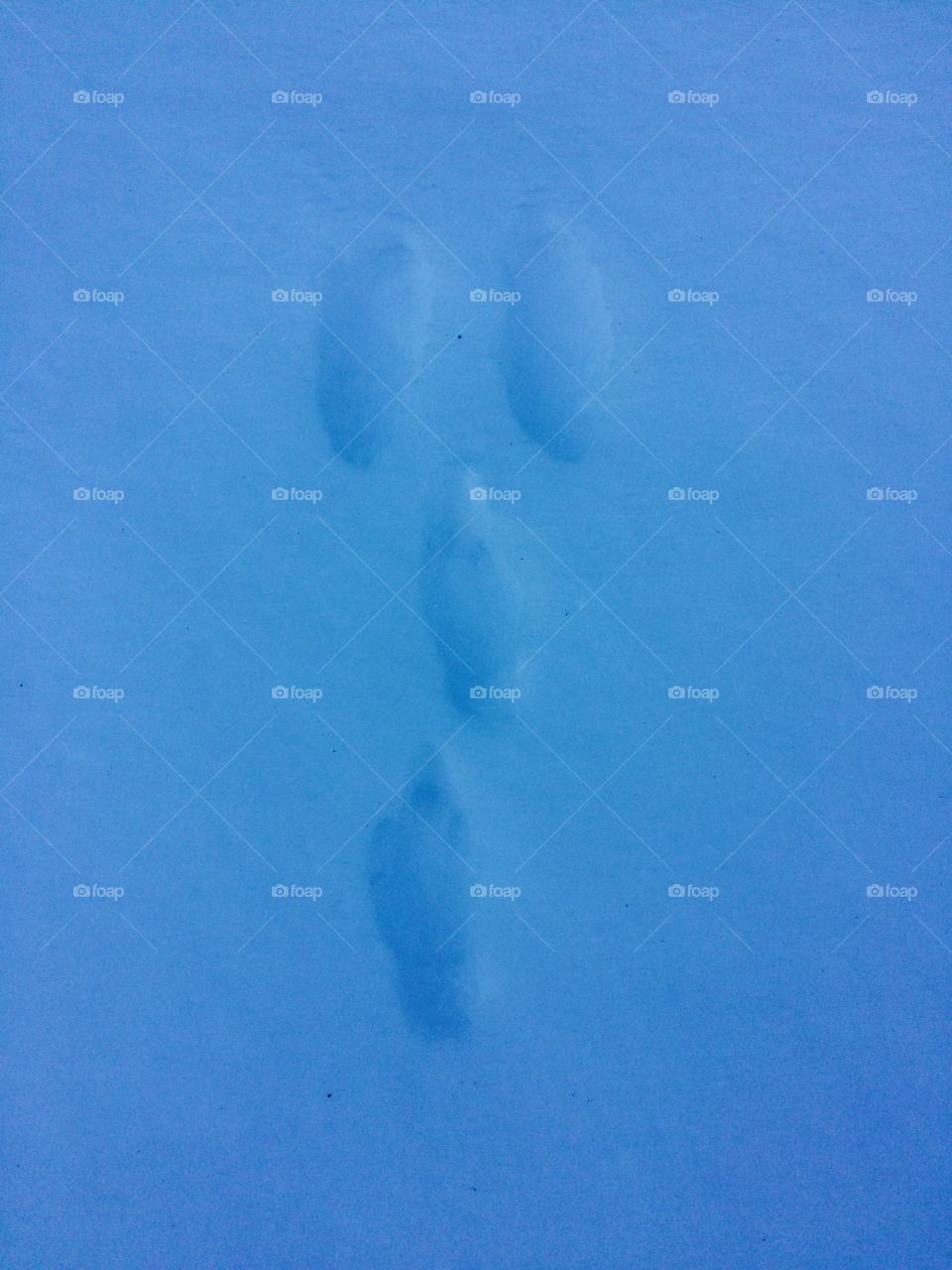 Rabbit tracks in the snow