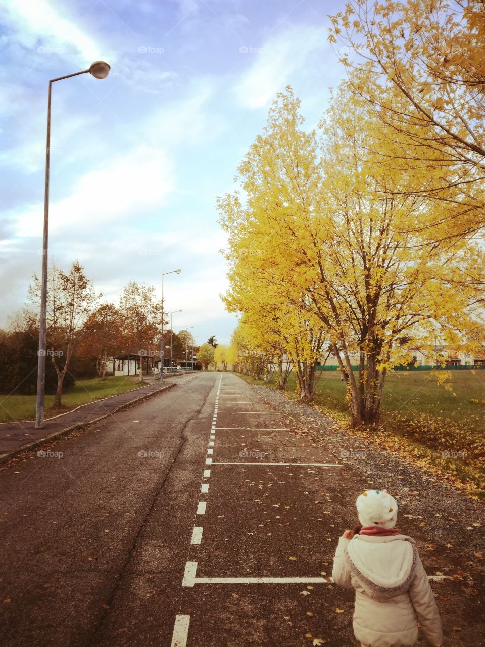 automne, automn, arbres,trees
