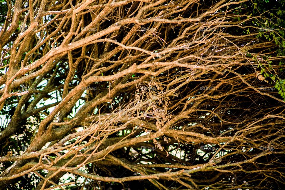 Abstract branches tilted 