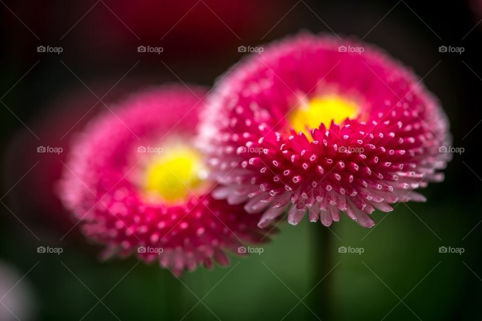 Blooming pink flowers