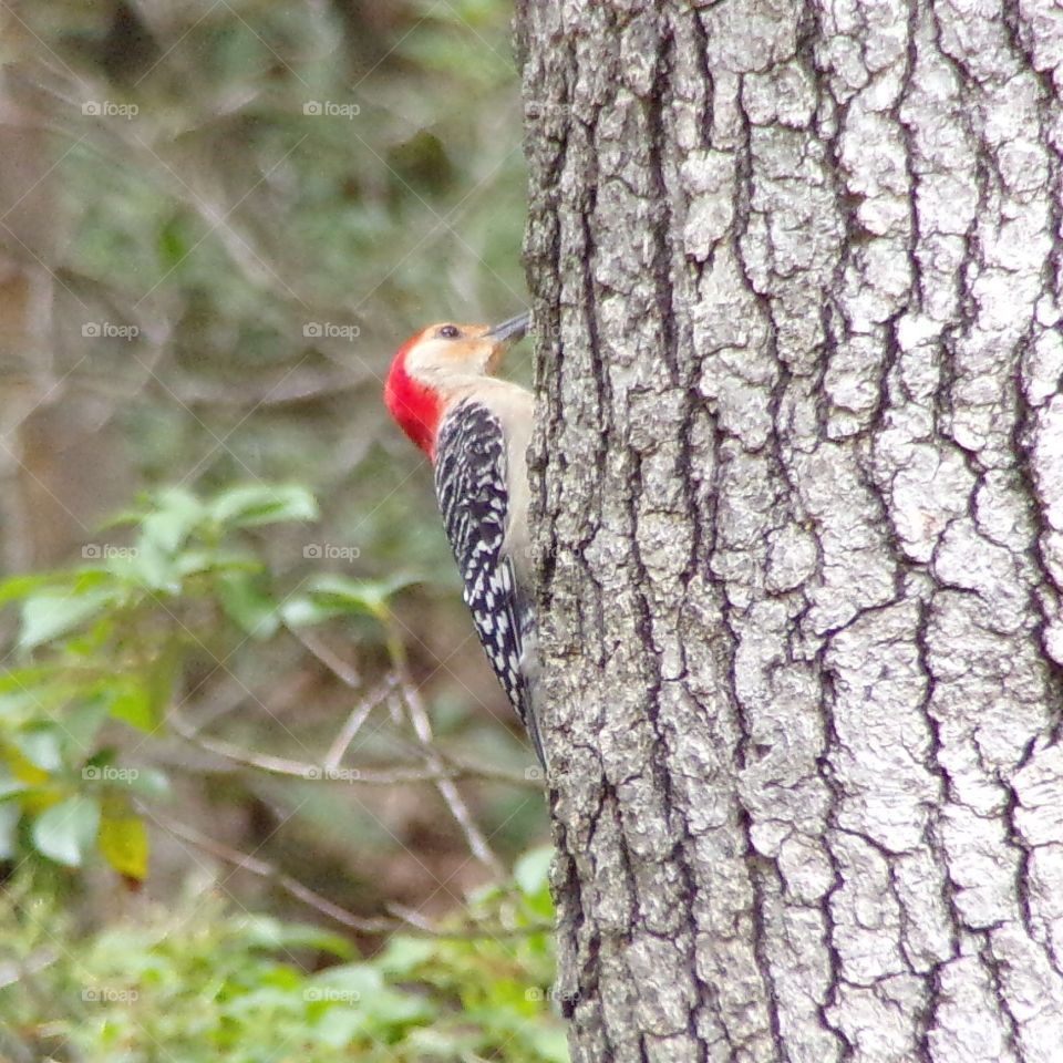Woodpecker 