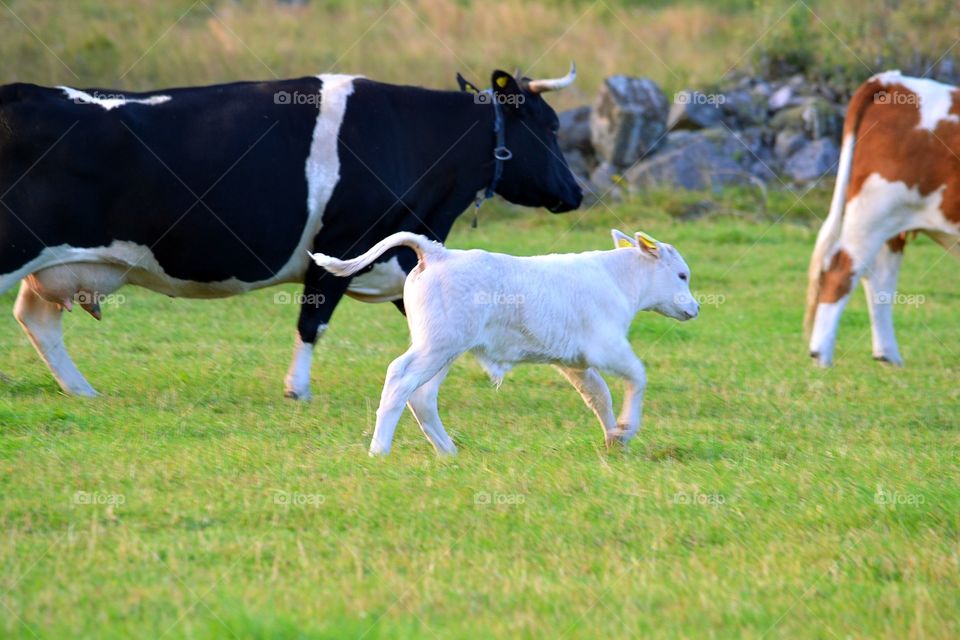 Cows in motion