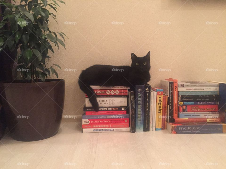 Cat sitting on books in the room