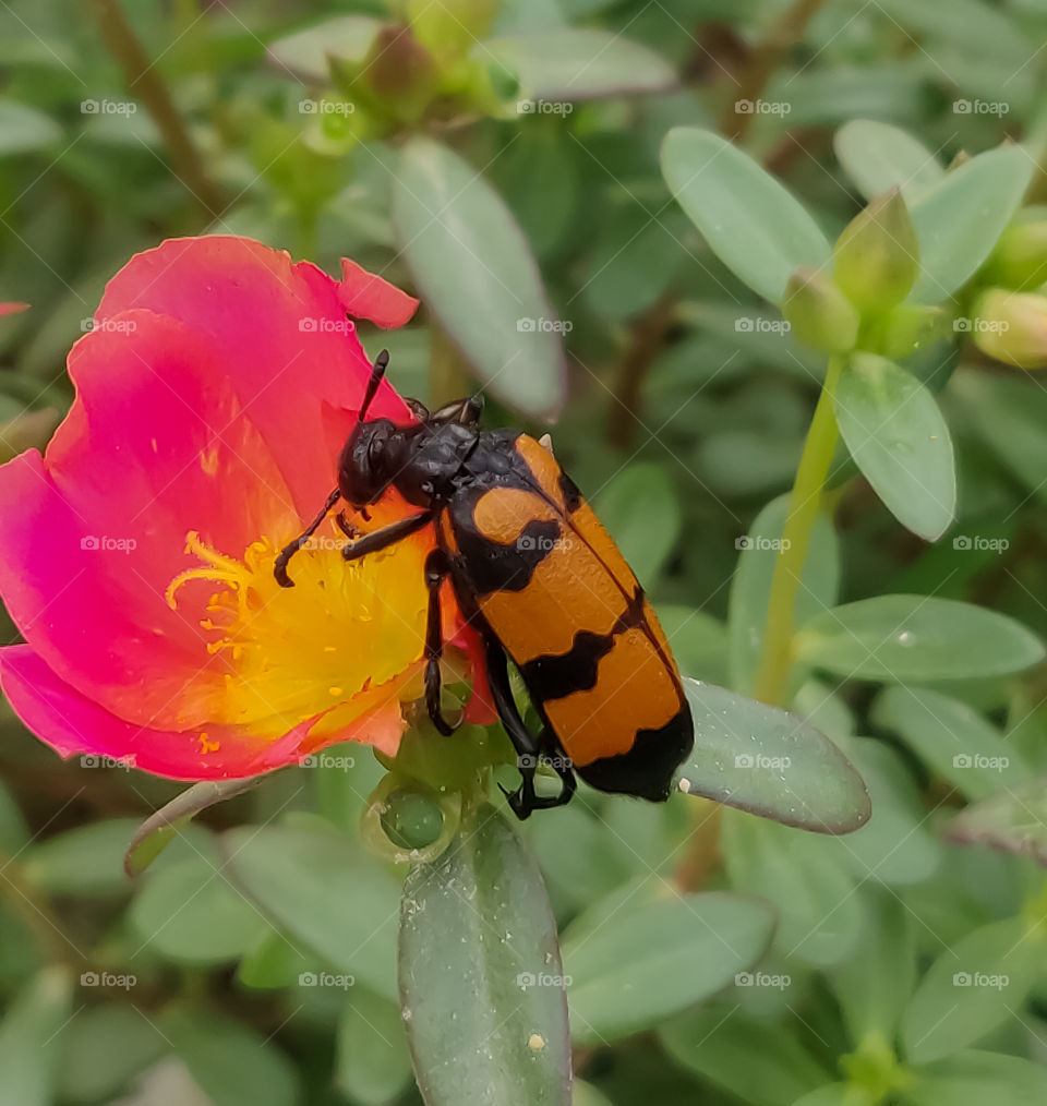 Asian insects from the family of beetles