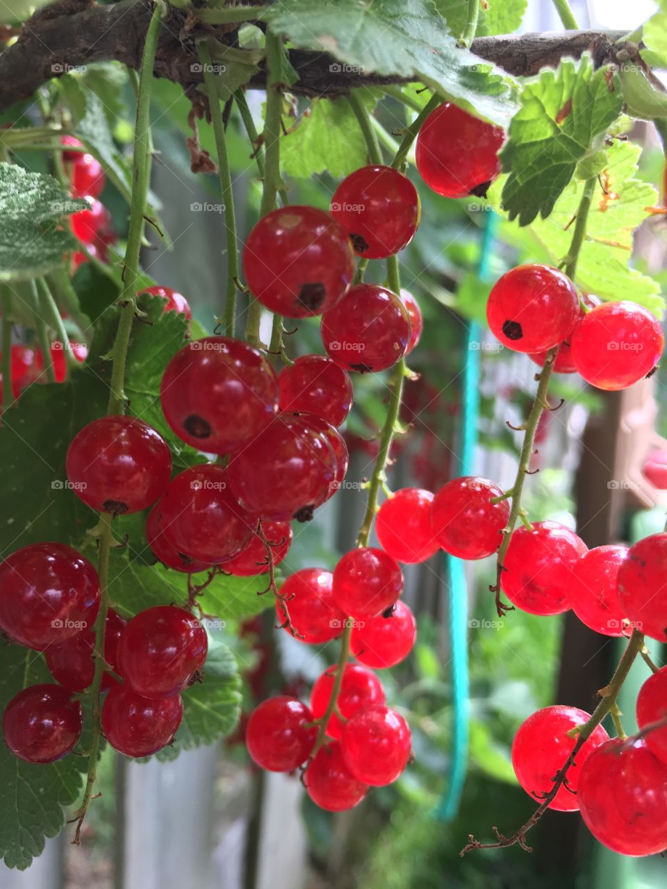 Wild red currants 