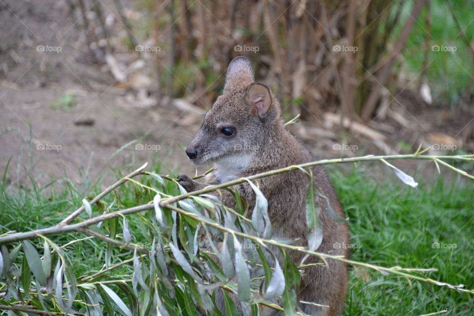 Little kangaroo at the zoo