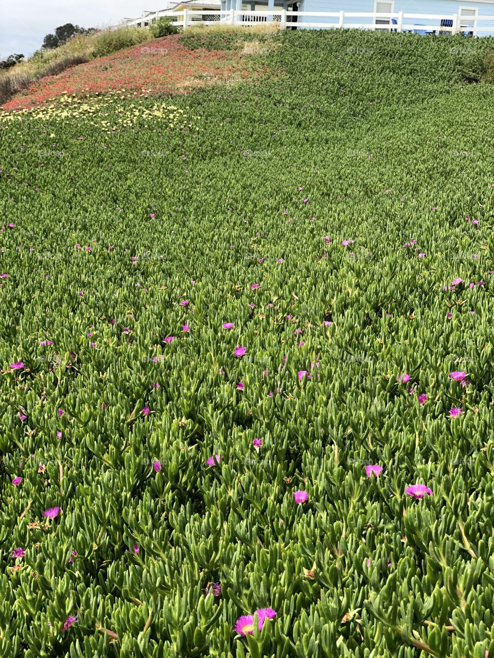 Field of Ice Plants
