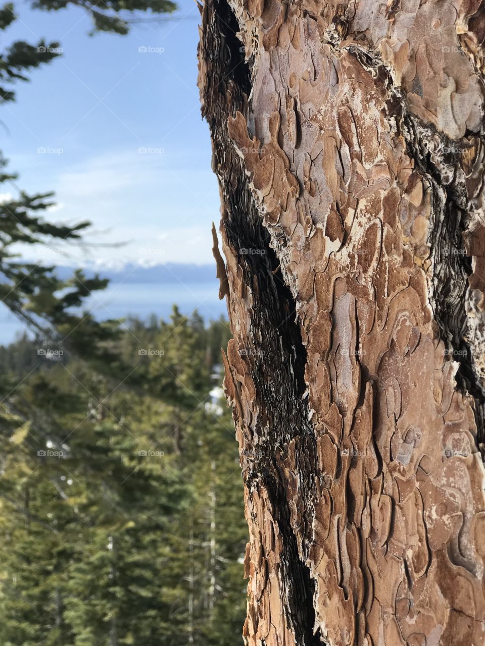 Tree bark that resembles a topography map with the blurred mountains and blue lake of the sierras in the background. 