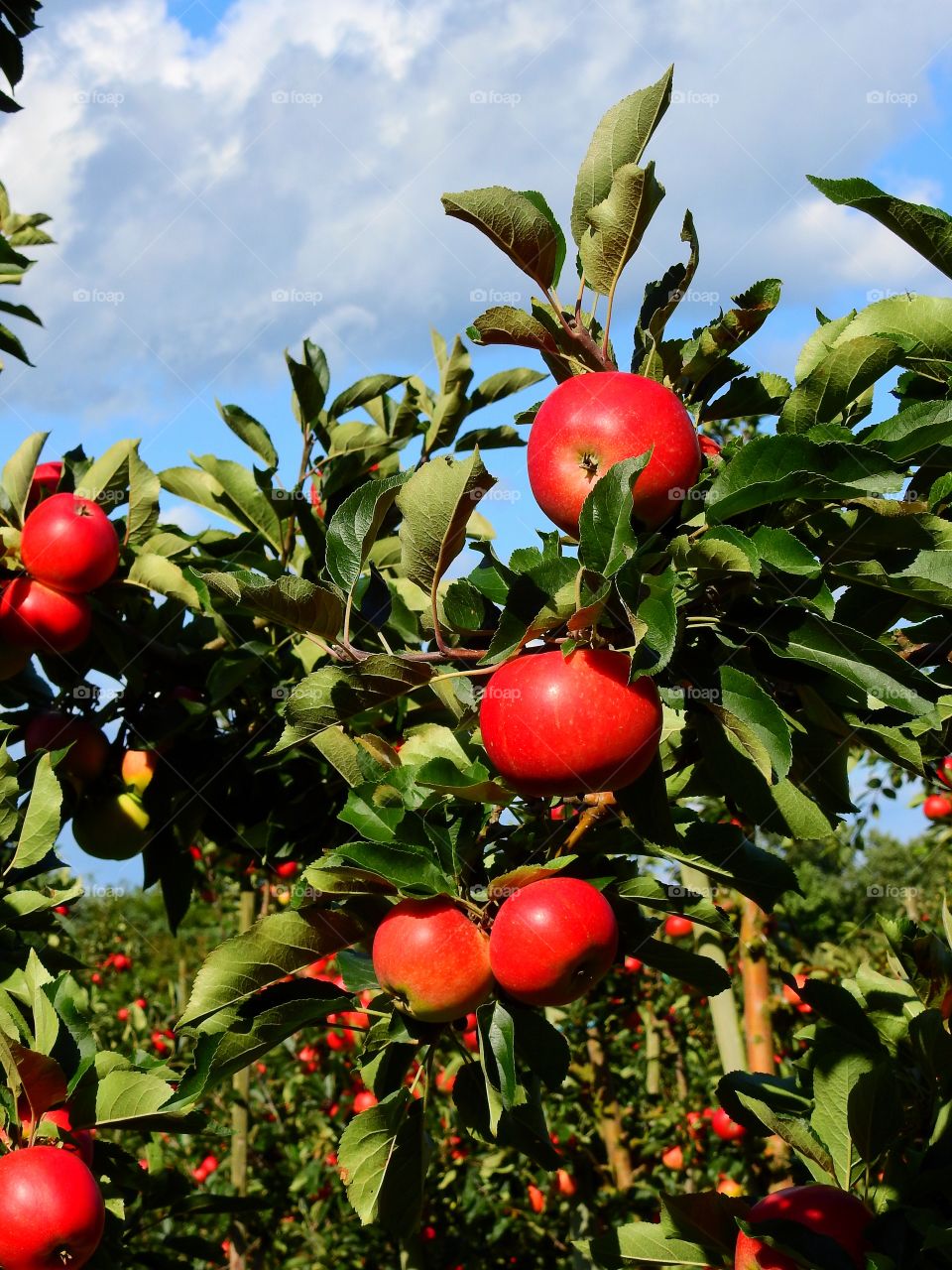 Apples on a tree