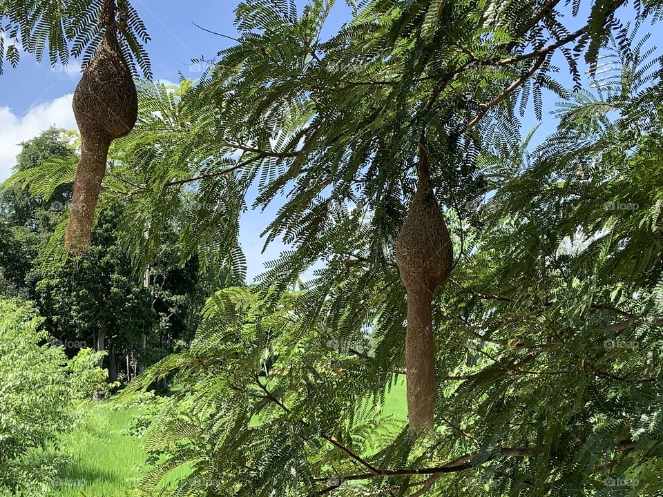 The stories of the nature,my garden (Countryside)