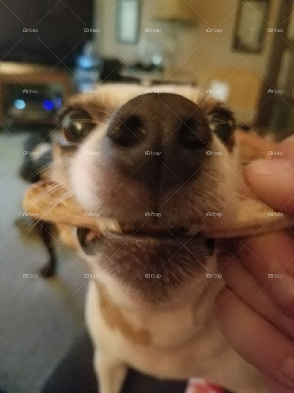 Doggie with bone