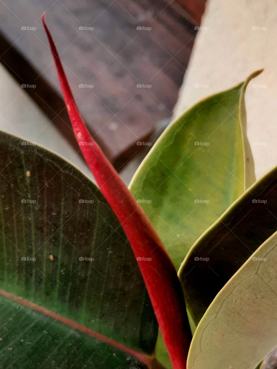 chnging colours of leaves of springy ficus