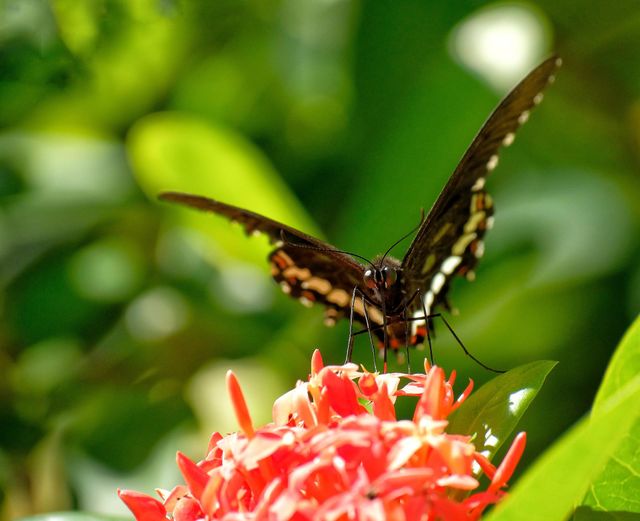 butterfly