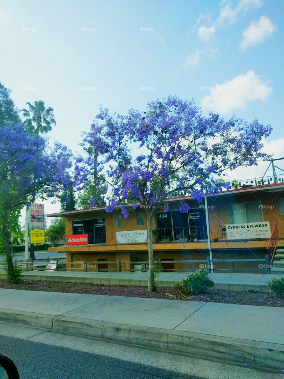 Jacanda purple tree in City