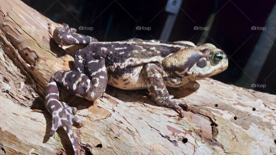 Noite quente é oportuna para um sapo esperto caçar insetos na minha varanda.