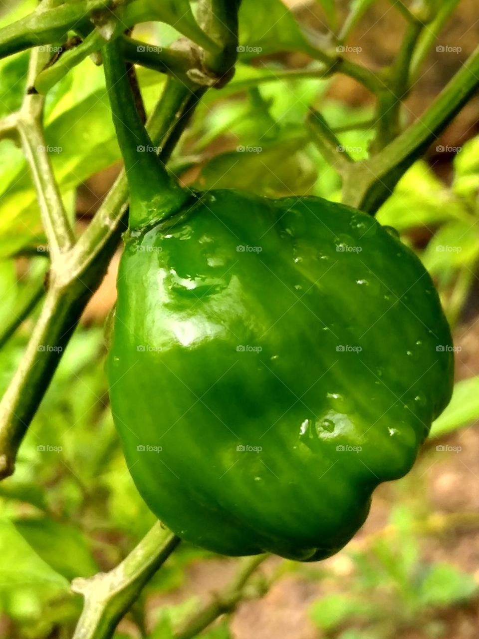 chili pepper
