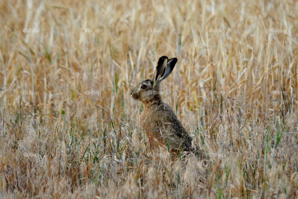 Just making some Photos