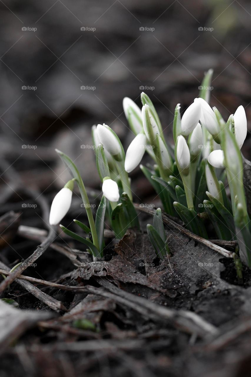 Close up or macro of spring flowers 