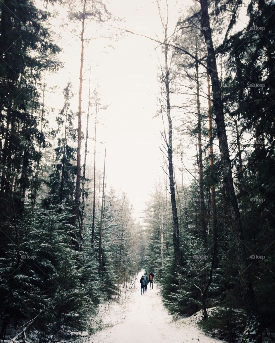 Scenic view of winter forest