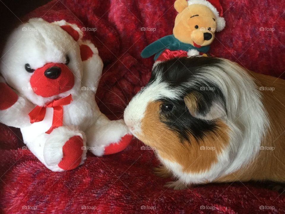 Jonathan my Guinea pig 