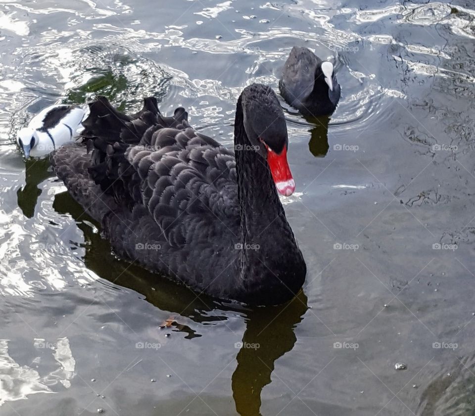 Black swan