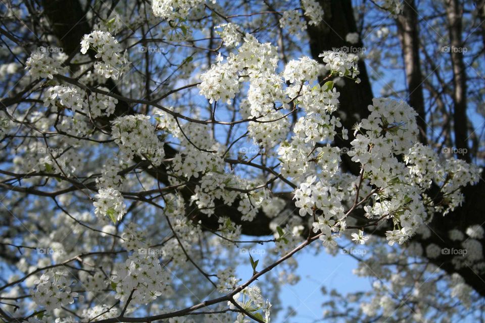 white flowers blooming on a tree.