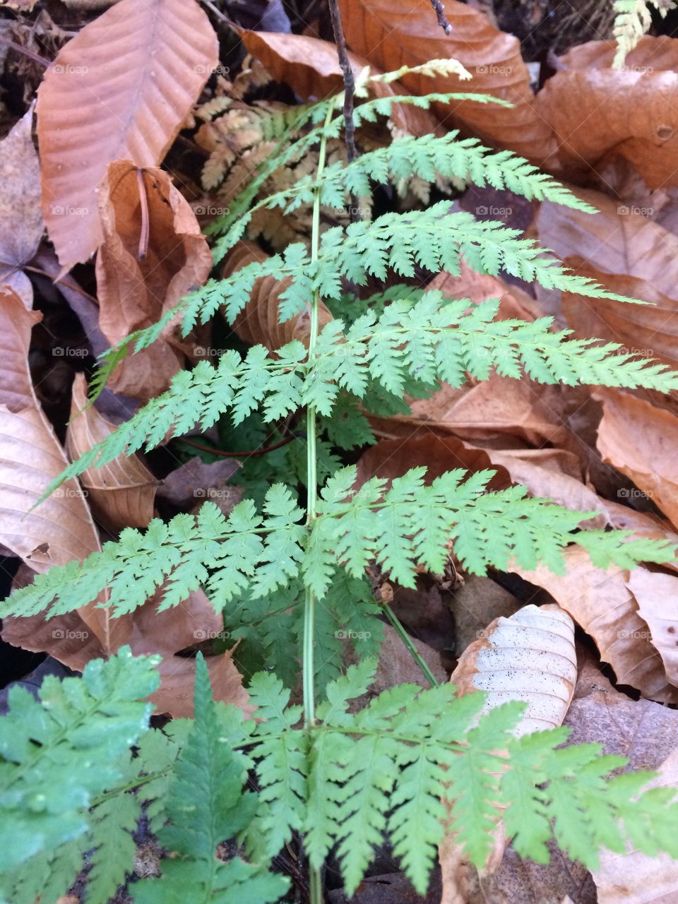 Beautiful fall fern