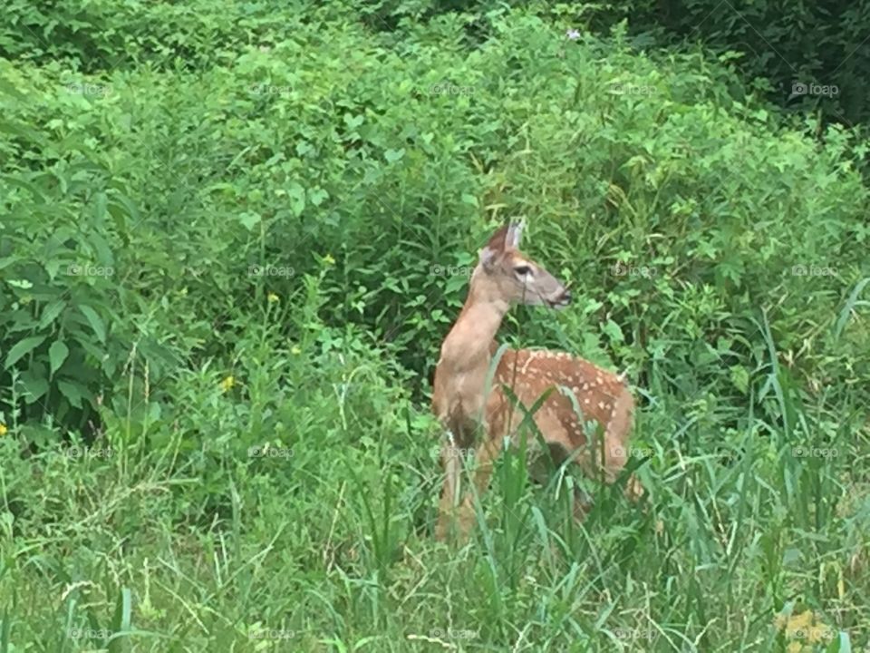 Baby deer in the grass.