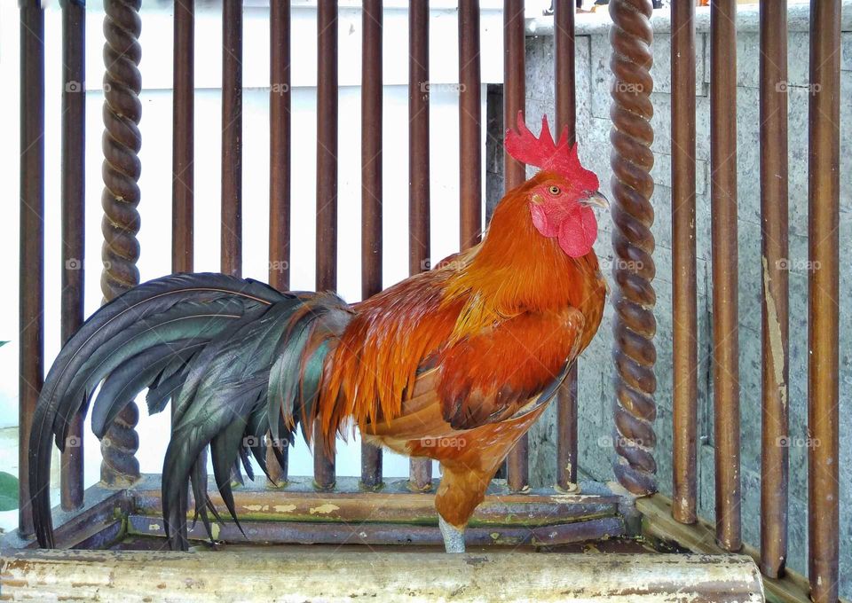 Rooster is a time-keeper and is a sign of time passing in our lives. Hearing a Rooster’s voice in our dreams may indicate we need a wake-up call, and need to pay attention to some circumstances in our lives.