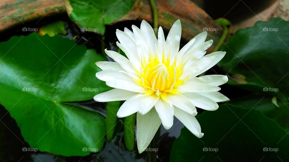 White Lotus / Lilly water