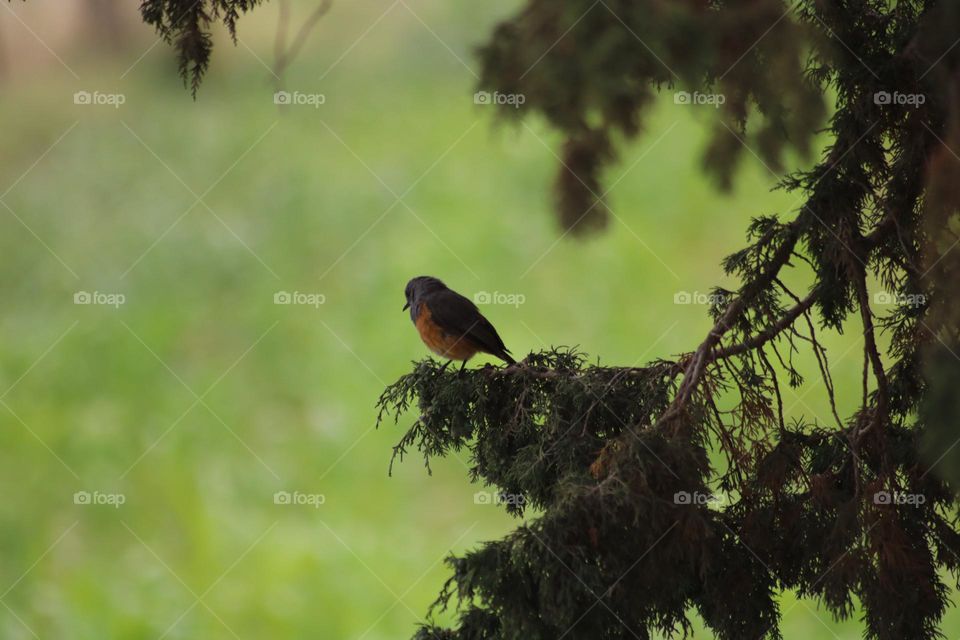 A bird allowed me to photograph it