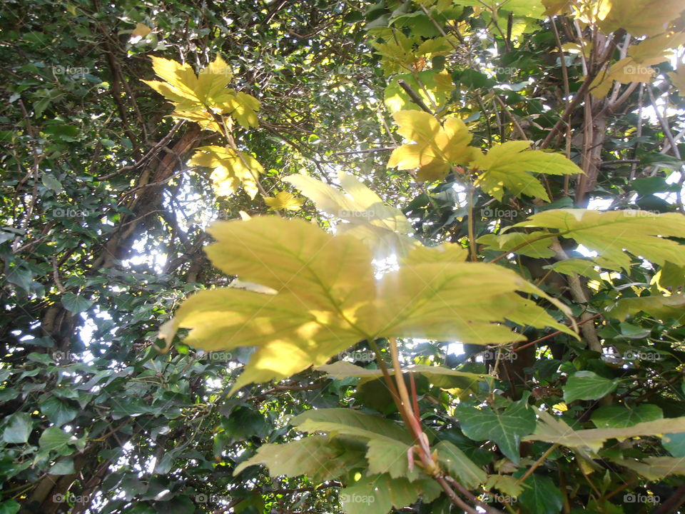 Leaves In Sunlight