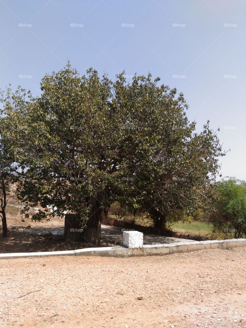 Peepal tree