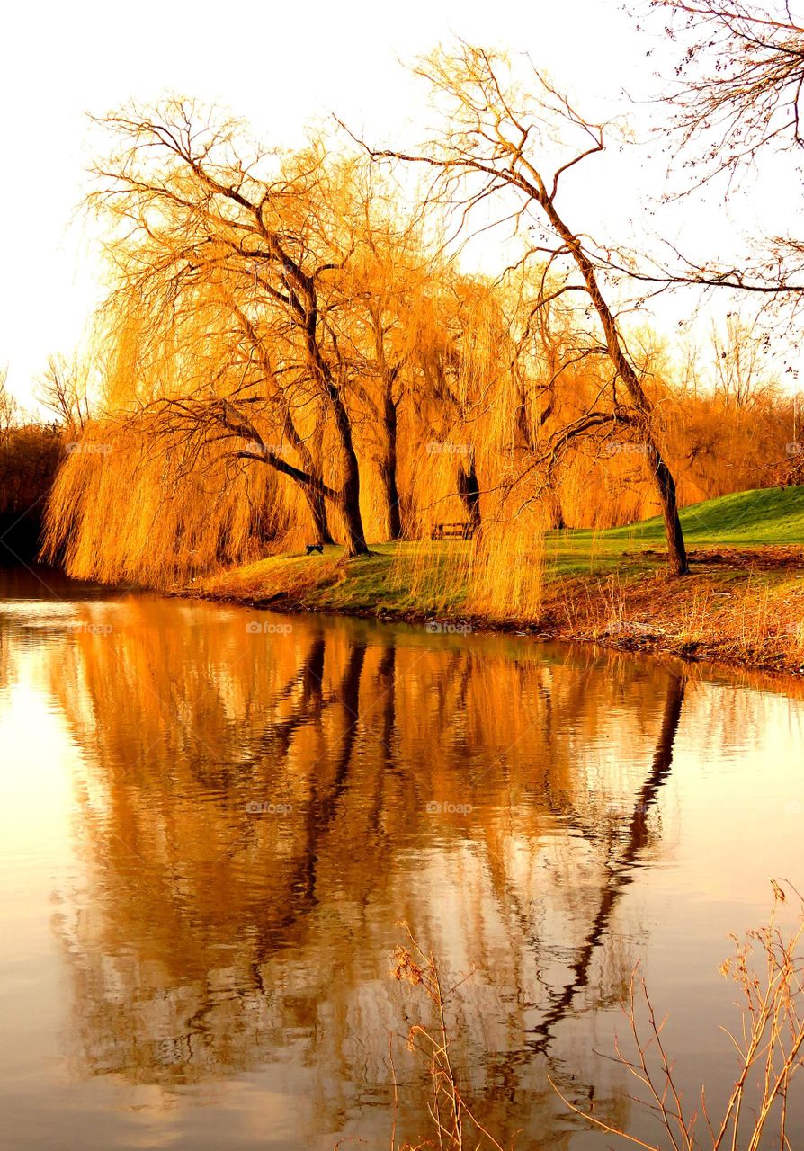 weeping willow reflection