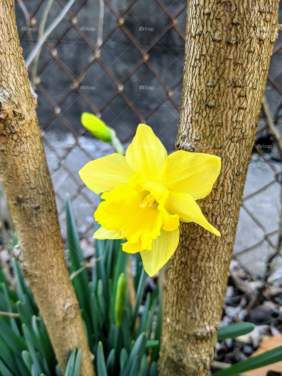 daffodils