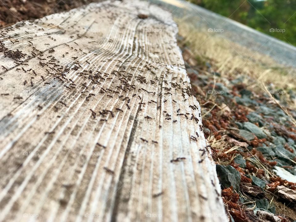 Ants on a Board