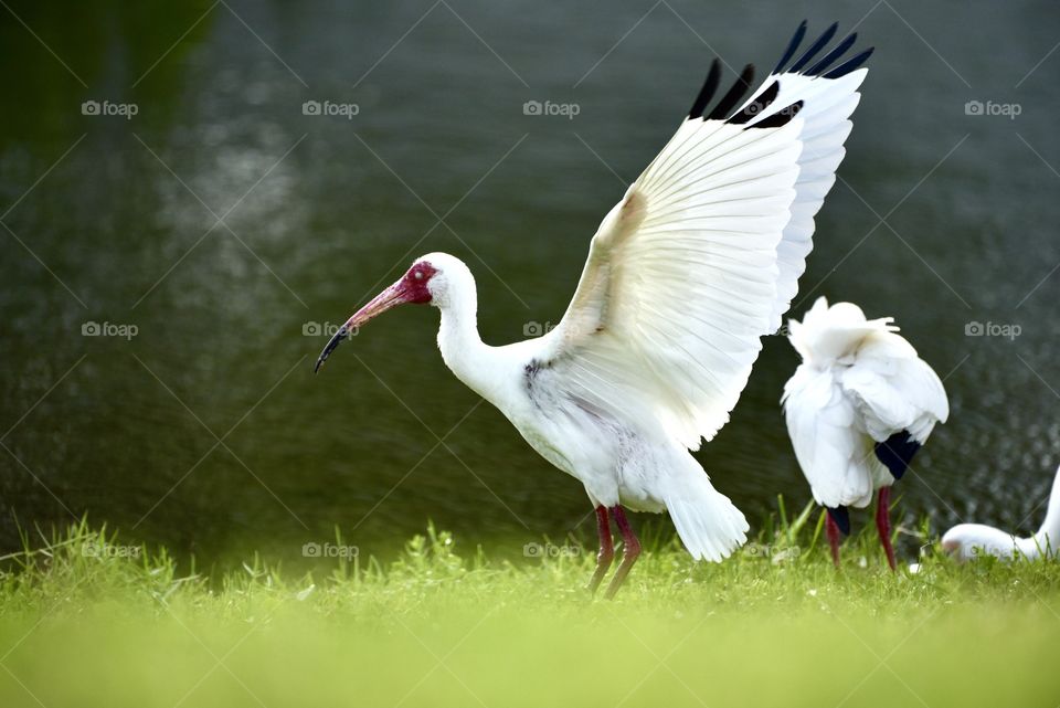 White ibis in wild 