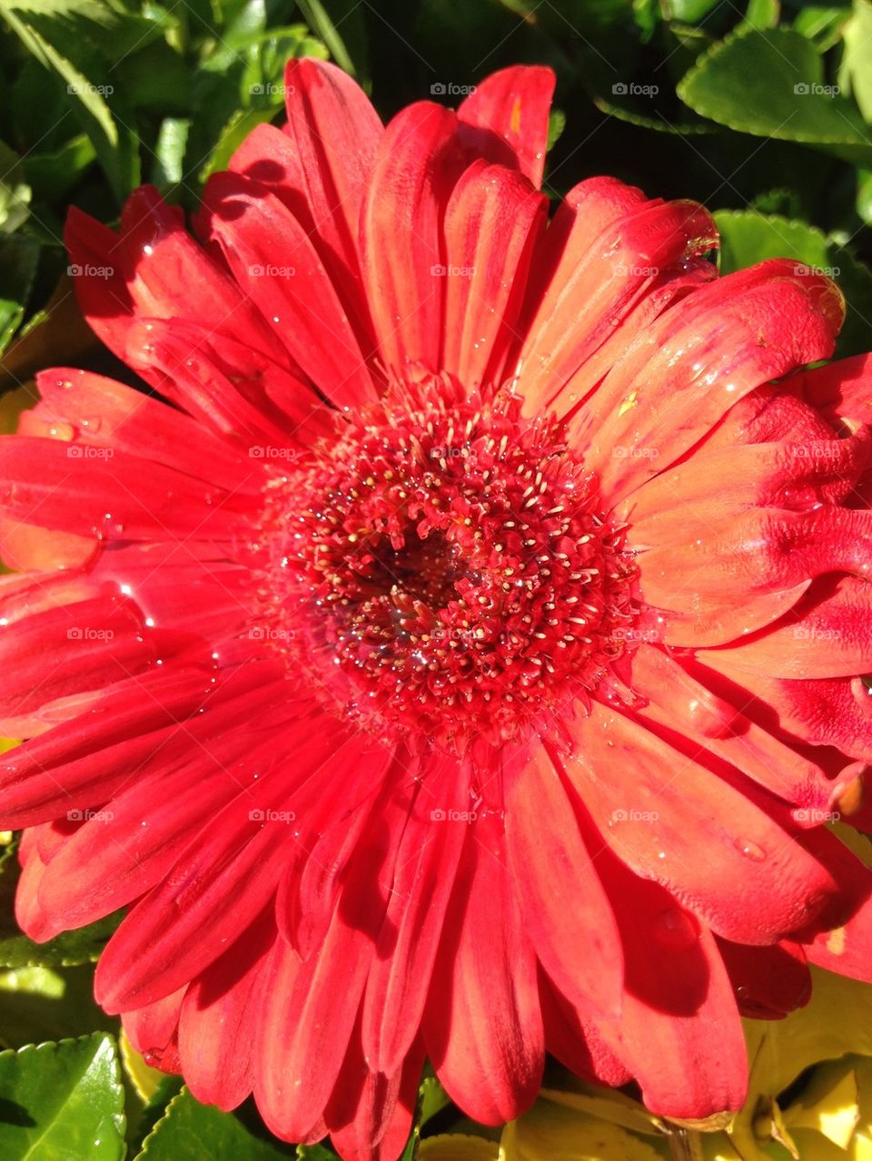 Red gerbera daisy blooming outdoors