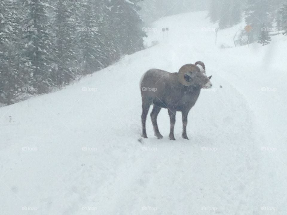 Wildlife on the road