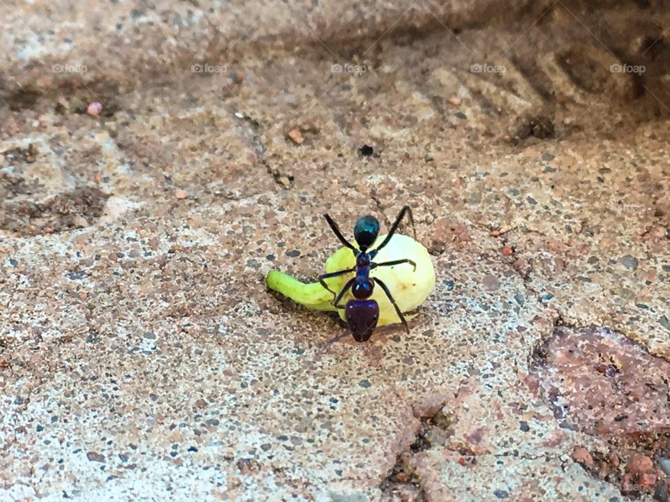 Worker ant on top of orange tree bud