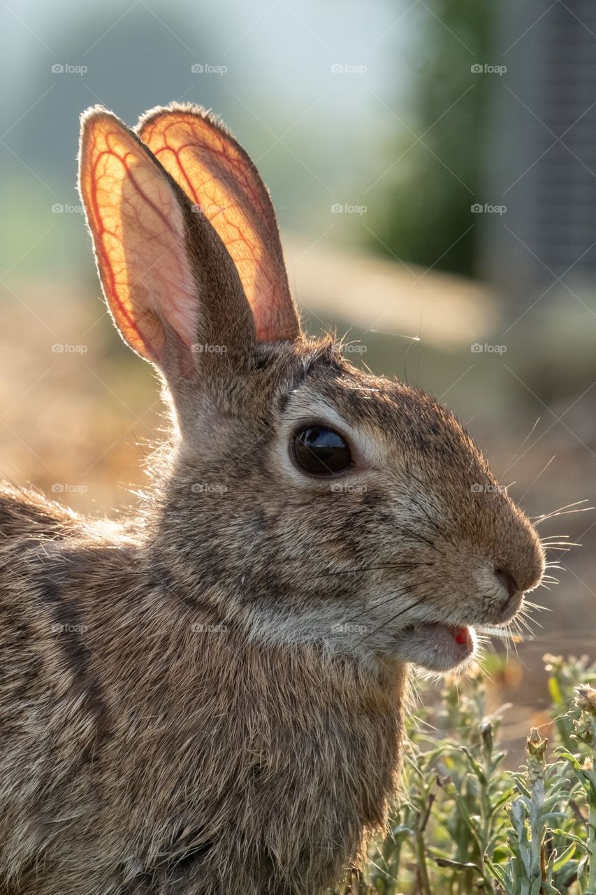 Foap, Wild Animals of the United States: A cottontail rabbit looks cautiously at the camera while enjoying a yard breakfast. Raleigh, North Carolina. 