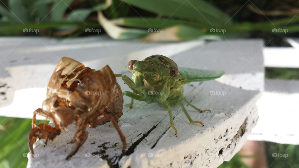 Cicada Born. Cicada sheds its skin