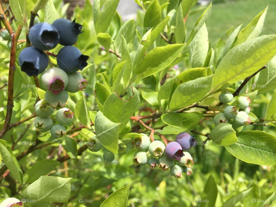 blueberries 